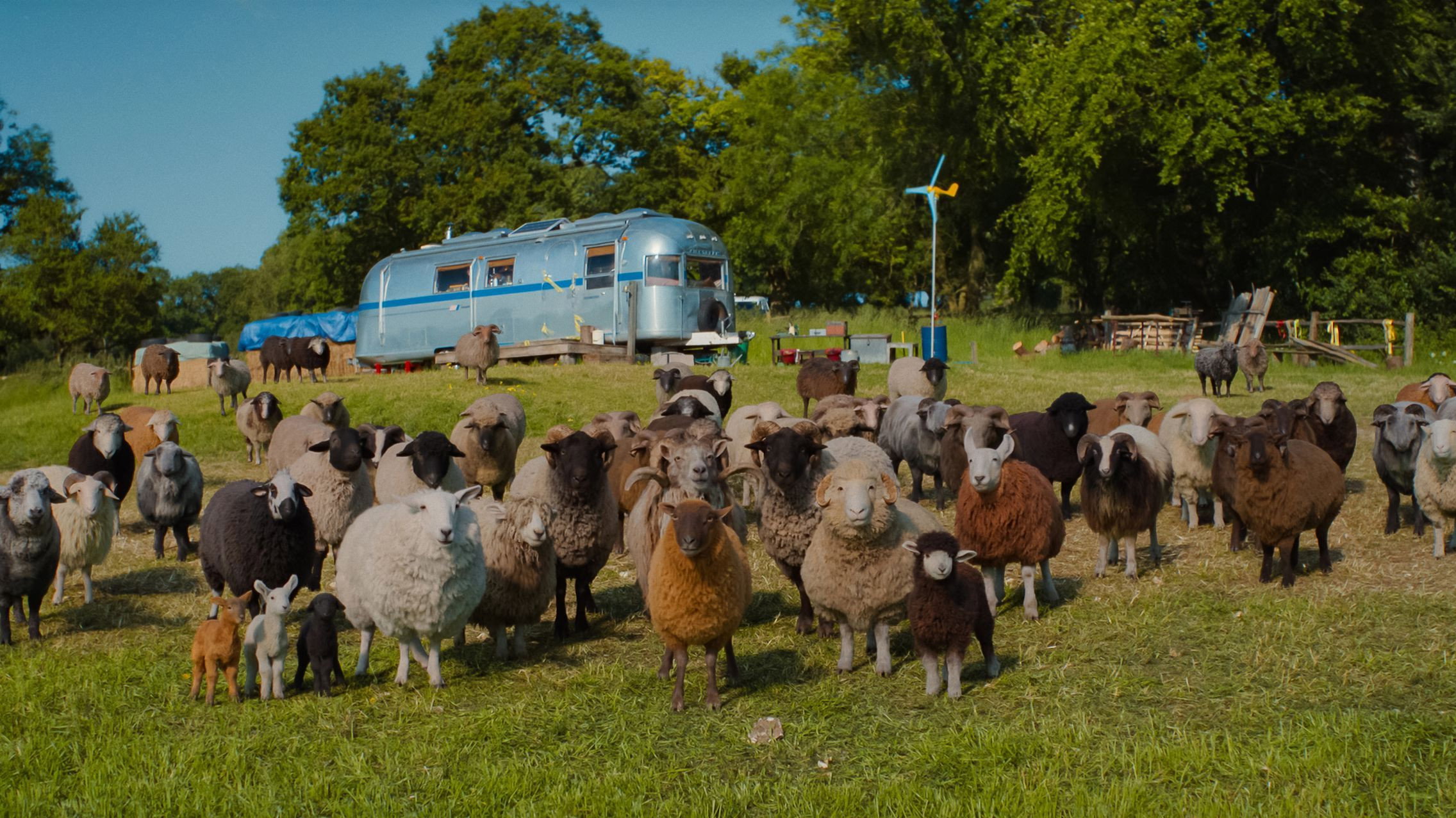 The Sheep Detective (Source: IMDB)